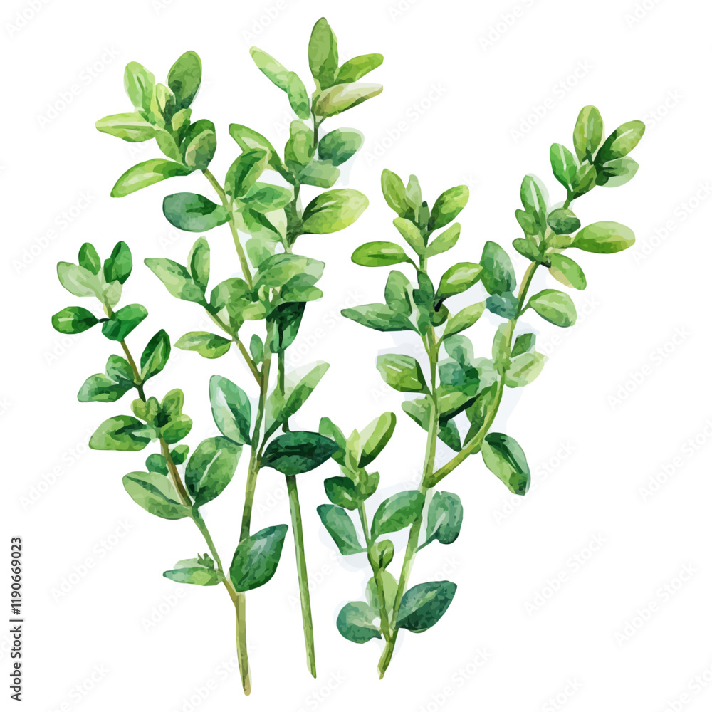 A watercolor drawing of garden thyme, isolated on a white background. Garden thyme vector.
A watercolor drawing of garden thyme, isolated on a white background. Garden thyme vector.