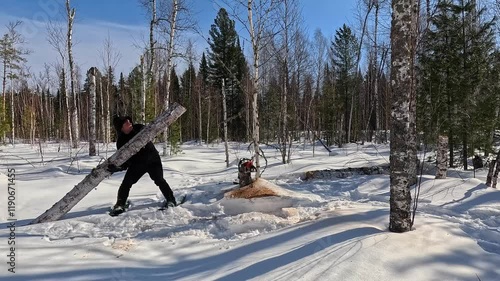 Cut down a tree in a winter forest. Cut down with a chainsaw. A man cuts down a tree trunk, fells it and carries it on his shoulder. Work in a winter forest