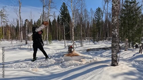 Cut down a tree in a winter forest. Cut down with a chainsaw. A man cuts down a tree trunk, fells it and carries it on his shoulder. Work in a winter forest