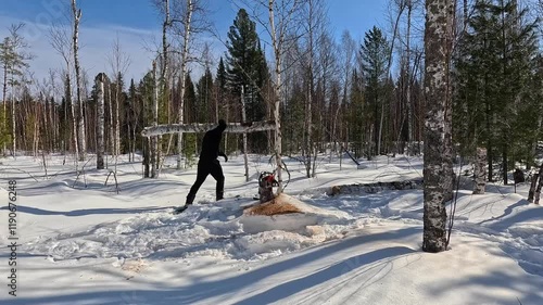 Cut down a tree in a winter forest. Cut down with a chainsaw. A man cuts down a tree trunk, fells it and carries it on his shoulder. Work in a winter forest