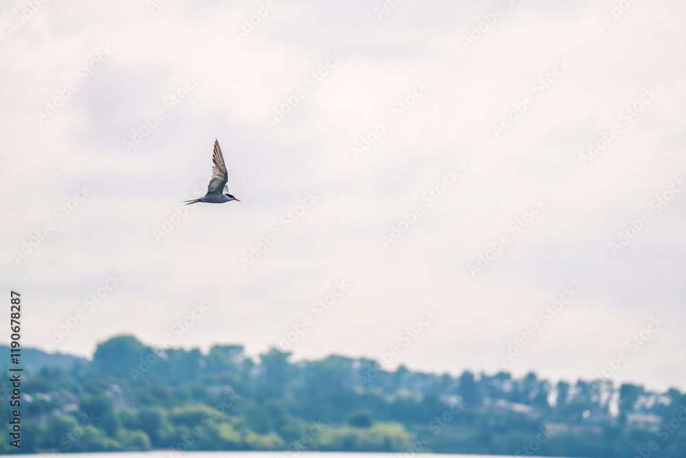 a seagull flying low over the water to catch fish
a seagull flying low over the water to catch fish
