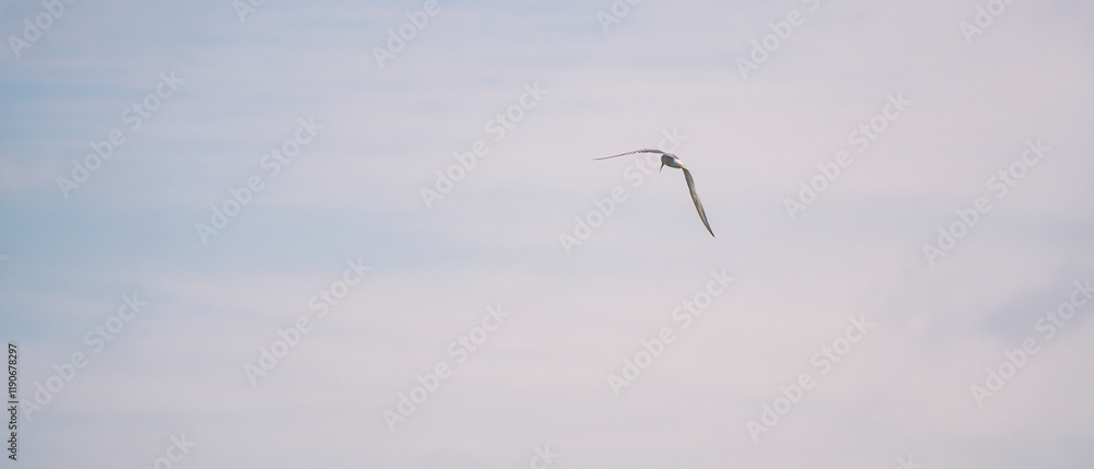 a seagull flying low over the water to catch fish
a seagull flying low over the water to catch fish