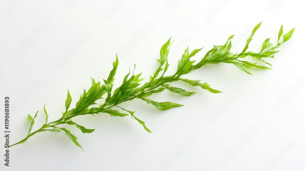 Single sprig of bright green foliage on white background. Single sprig of bright green foliage on white background.