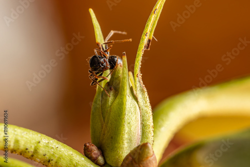 Worker ant Messor denticulatus photo