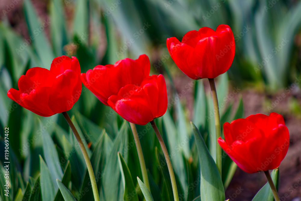 Obraz premium Three red tulips in a field of green leaves