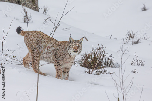 adult male Eurasian lynx (Lynx lynx) walking in the snow photo