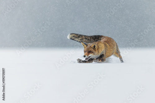 male red fox (Vulpes vulpes) hunting in the snow photo