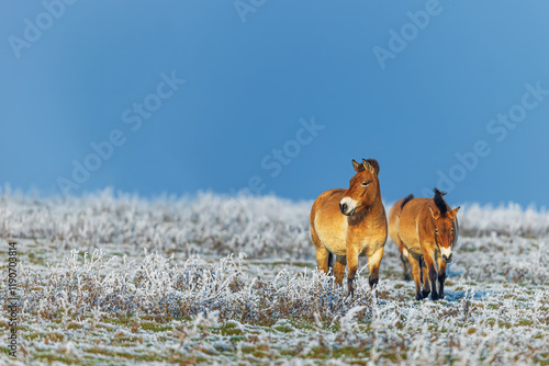 Przewalski's horse (Equus ferus przewalskii ), also called the takhi, Mongolian wild horse or Dzungarian horse with blue sky, photo