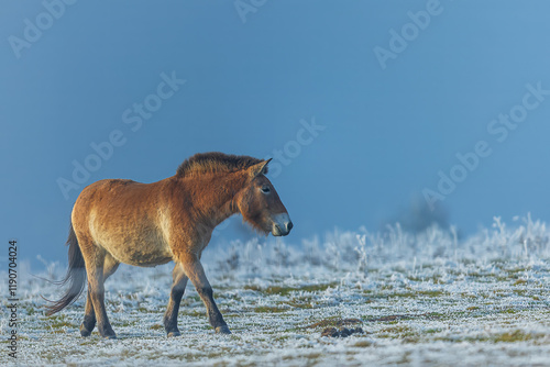 Przewalski's horse (Equus ferus przewalskii ), also called the takhi, Mongolian wild horse or Dzungarian horse with blue sky, photo