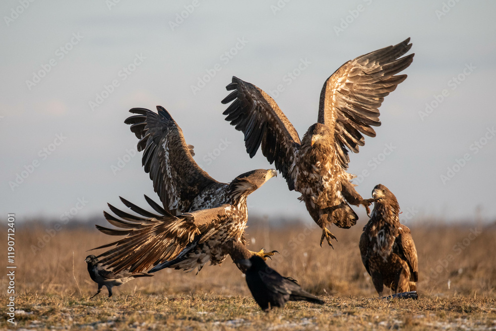 two white-tailed eagles fighting as a thrid one is watching them attacking each other two white-tailed eagles fighting as a thrid one is watching them attacking each other