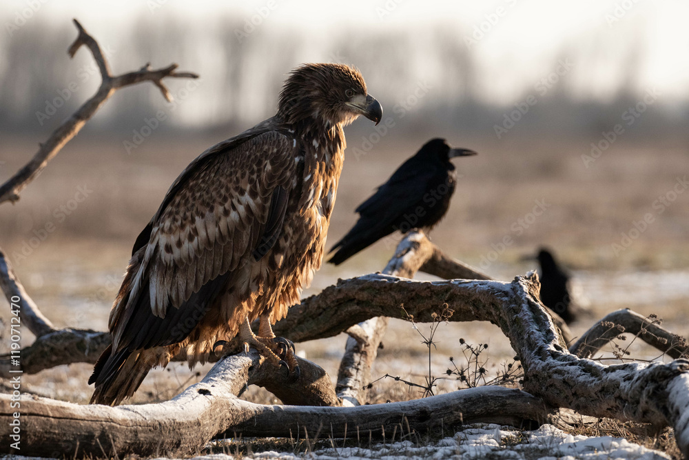 juvenile white tailed eagle - Haliaeetus albicilla - sitting on a branch juvenile white tailed eagle - Haliaeetus albicilla - sitting on a branch