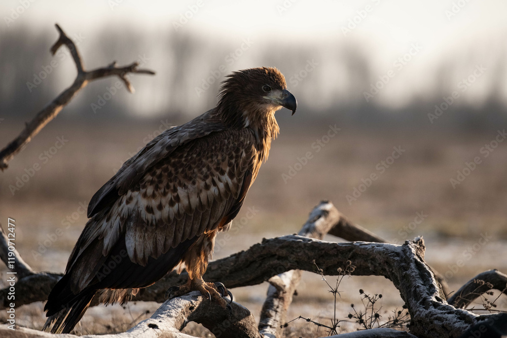 Fototapeta premium juvenile white tailed eagle - Haliaeetus albicilla - sitting on a branch