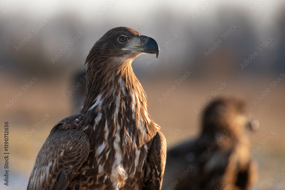 Fototapeta premium Portrait of a white tailed eagle - Haliaeetus albicilla