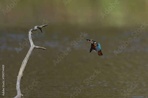 Alcedo atthis - Common kingfisher - Eurasian kingfisher - River kingfisher - Martin-pêcheur d'Europe photo