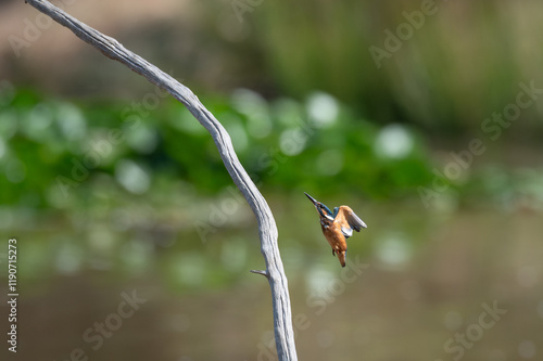 Alcedo atthis - Common kingfisher - Eurasian kingfisher - River kingfisher - Martin-pêcheur d'Europe photo