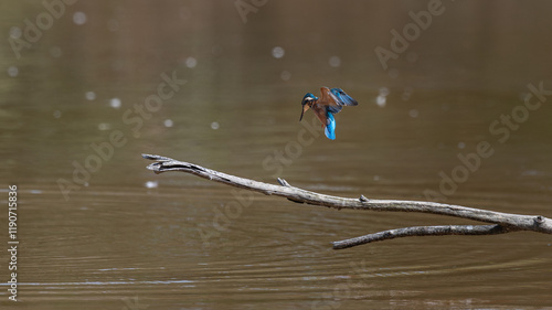 Alcedo atthis - Common kingfisher - Eurasian kingfisher - River kingfisher - Martin-pêcheur d'Europe