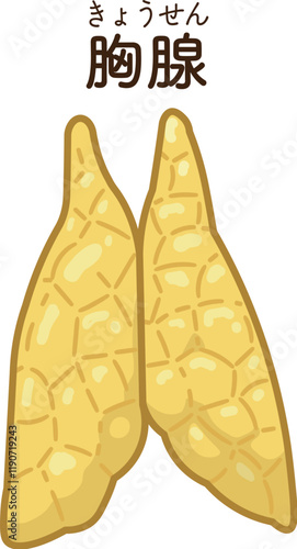胸腺のイラスト　Thymus gland illustration