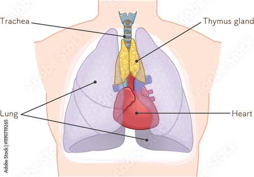 胸腺のイラスト　Thymus gland illustration