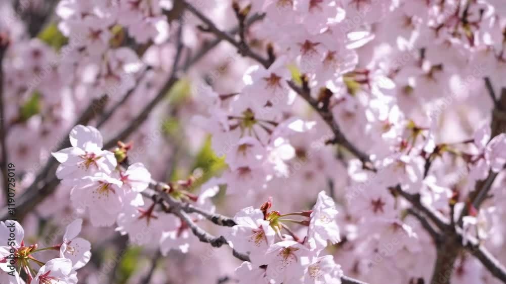 Spring blossoms showcase vibrant cherry trees in full bloom at the local park Spring blossoms showcase vibrant cherry trees in full bloom at the local park