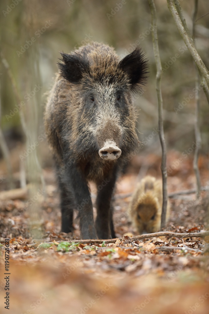 Dzik euroazjatycki, dzik, (Sus scrofa) Dzik euroazjatycki, dzik, (Sus scrofa)