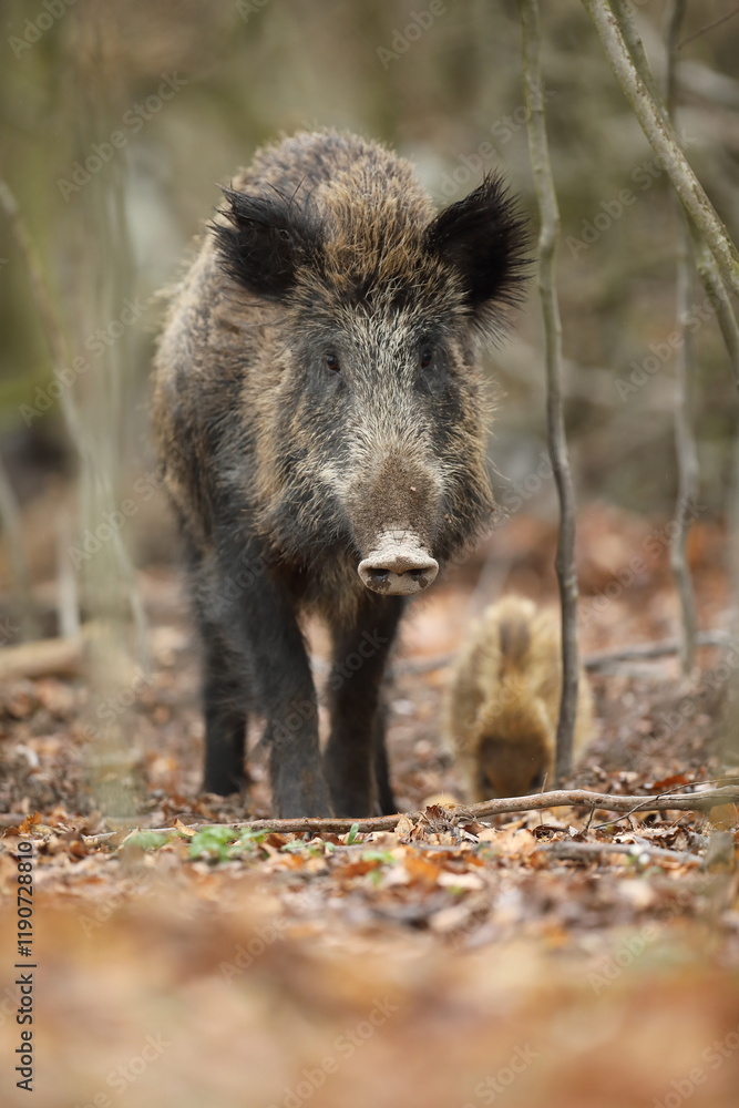 Dzik euroazjatycki, dzik, (Sus scrofa) Dzik euroazjatycki, dzik, (Sus scrofa)