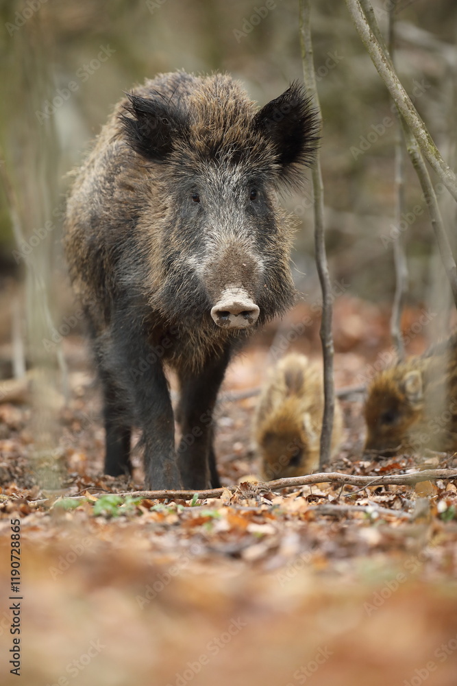 Dzik euroazjatycki, dzik, (Sus scrofa) Dzik euroazjatycki, dzik, (Sus scrofa)