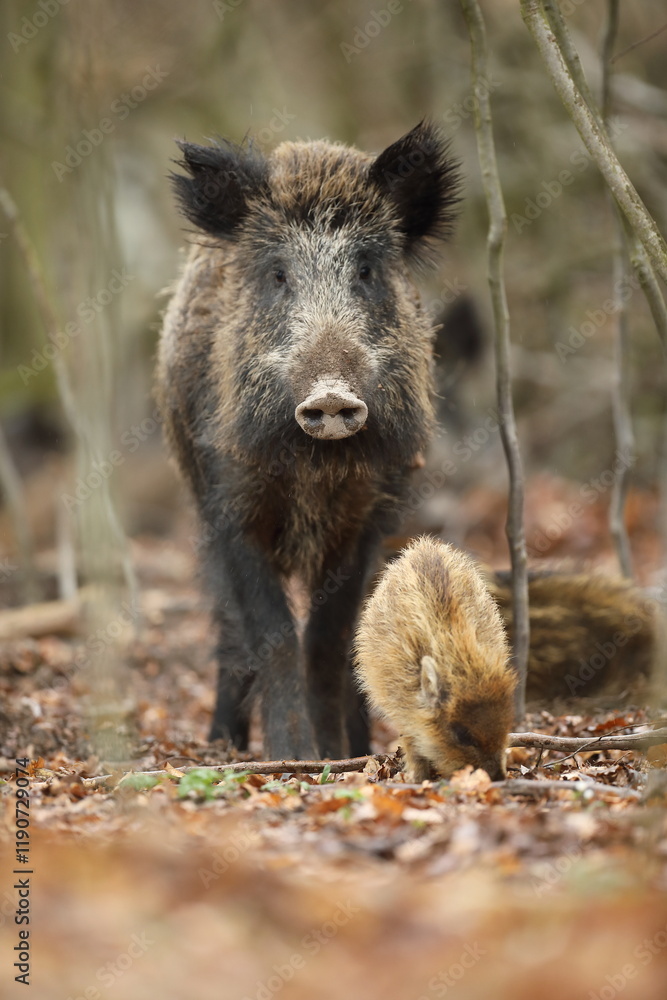 Dzik euroazjatycki, dzik, (Sus scrofa)