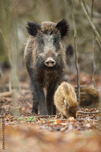 Obraz na płótnie Dzik euroazjatycki, dzik, (Sus scrofa) w salonie