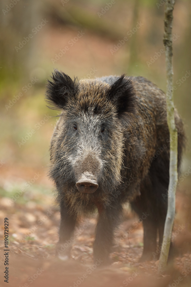 Fototapeta premium Dzik euroazjatycki, dzik, (Sus scrofa)