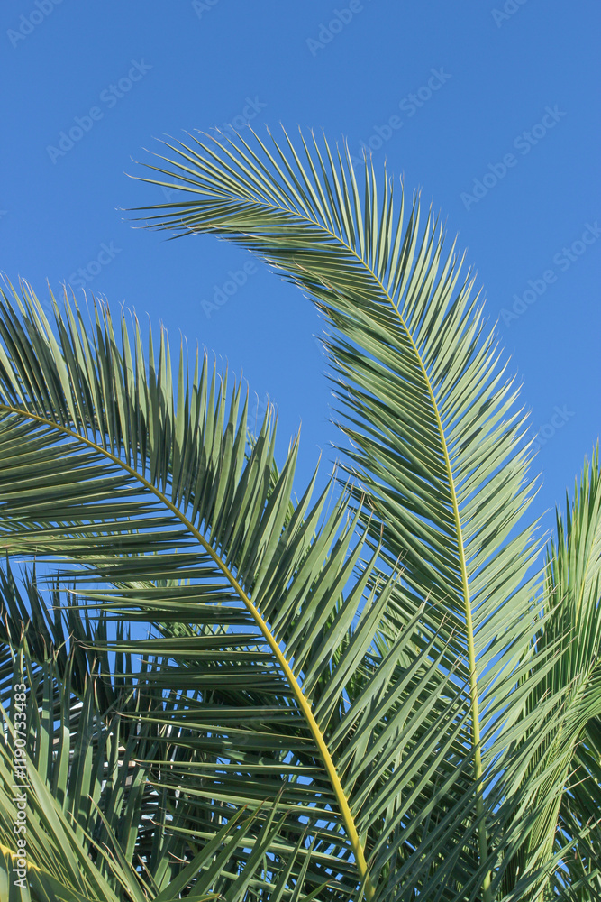Fototapeta premium Green palm leaves