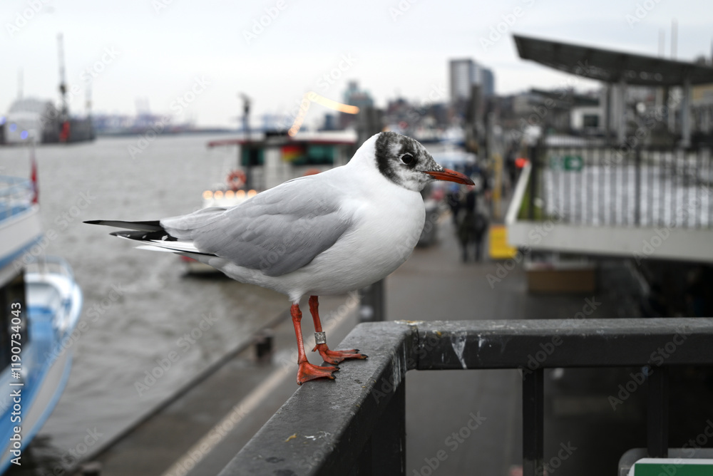 Seagulls at the Hamburg Harbour in front of cranes Seagulls at the Hamburg Harbour in front of cranes
