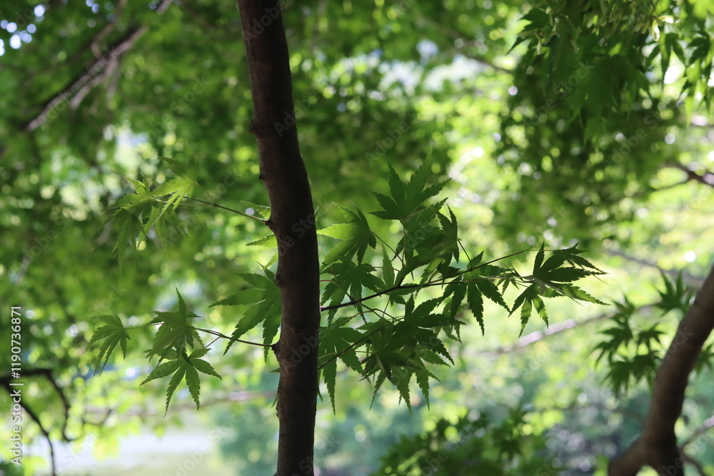 Fototapeta premium leaves in the forest