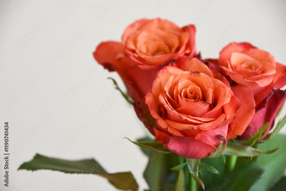 赤い薔薇 赤い薔薇