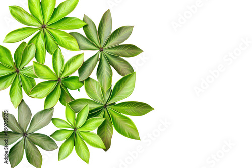 Lush vibrant green Schefflera arboricola leaves arranged artistically against a white background. Perfect for nature, botanical, or tropical themes. photo