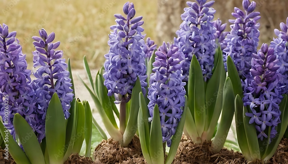 Fototapeta premium Floral Background Featuring Hyacinth Flowers. 1