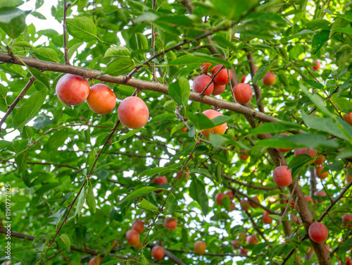 Cherry plum tree with many ripe fruits in August