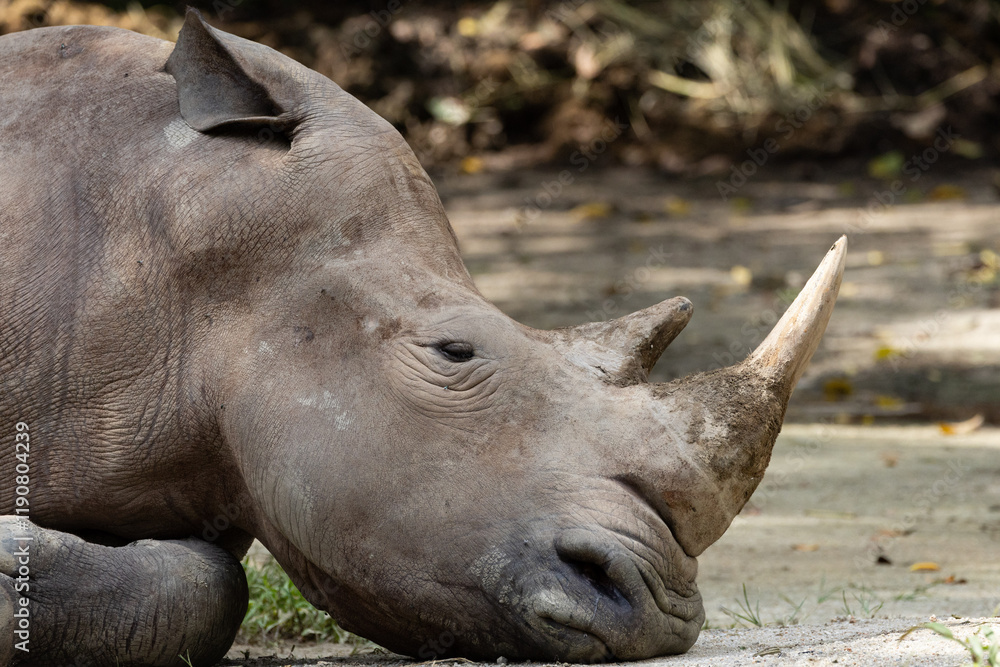 Close up of a White Rhino resting under a shade in Taiping Zoo. The white rhinoceros, white rhino or square-lipped rhinoceros (Ceratotherium simum) is the largest extant species of rhinoceros. Close up of a White Rhino resting under a shade in Taiping Zoo. The white rhinoceros, white rhino or square-lipped rhinoceros (Ceratotherium simum) is the largest extant species of rhinoceros.