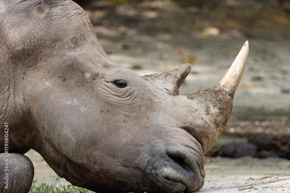 Close up of a White Rhino resting under a shade in Taiping Zoo. The white rhinoceros, white rhino or square-lipped rhinoceros (Ceratotherium simum) is the largest extant species of rhinoceros. Close up of a White Rhino resting under a shade in Taiping Zoo. The white rhinoceros, white rhino or square-lipped rhinoceros (Ceratotherium simum) is the largest extant species of rhinoceros.