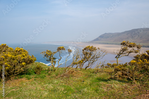 Common gorse overlooking Rhossili beach photo