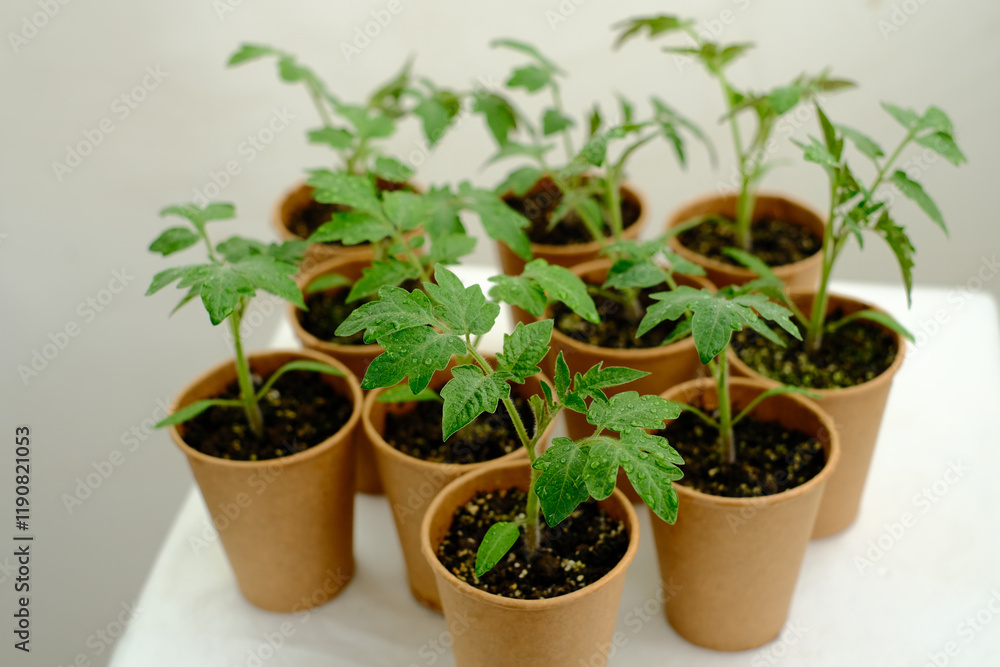 Preparing tomato seedlings for planting. Growing vegetable crops at home concept Preparing tomato seedlings for planting. Growing vegetable crops at home concept