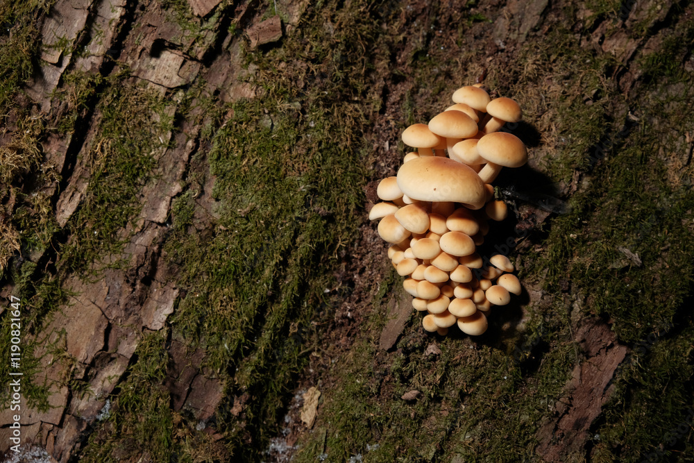 Flammulina velutipes winter mushrooms grow in nature
