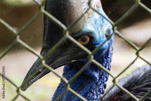 Close up of Southern cassowary behind a cage in Taiping Zoo. Also known as double-wattled cassowary, Australian cassowary, or two-wattled cassowary, is a large flightless black bird. photo