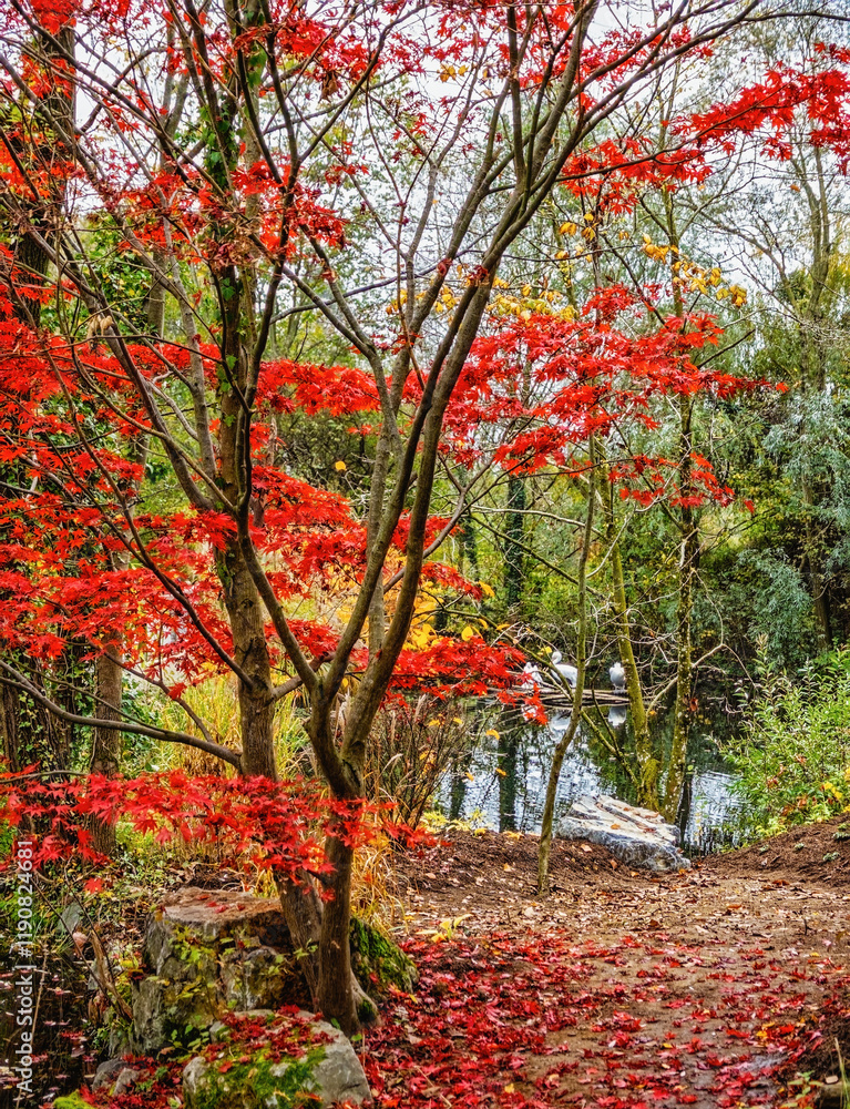 Naklejka premium autumn in the park, Herberstein Zoo, Herberstein, Stubenberg, Styria, Austria, Europe, October 2024 