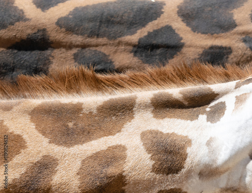 Photography patterned background of the fur of two female and male giraffes