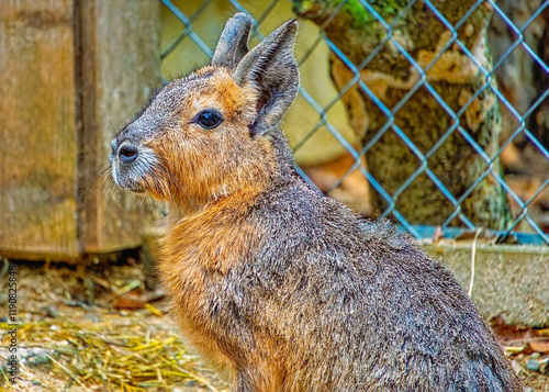 Herberstein Zoo, Herberstein, Stubenberg, Styria, Austria, Europe, October 2024 photo