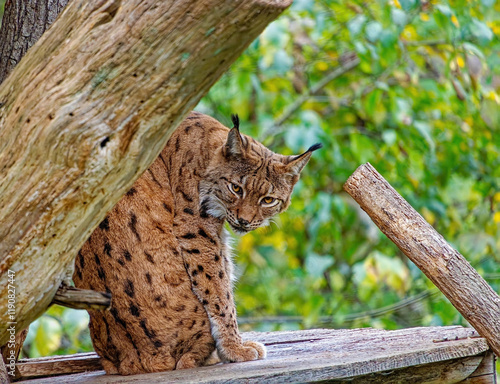 Lynx, Herberstein Zoo, Herberstein, Stubenberg, Styria, Austria, Europe, October 2024 photo