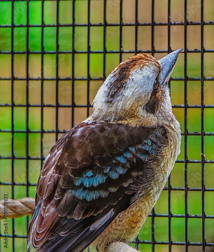 kookaburra, Herberstein Zoo, Herberstein, Stubenberg, Styria, Austria, Europe, October 2024 photo