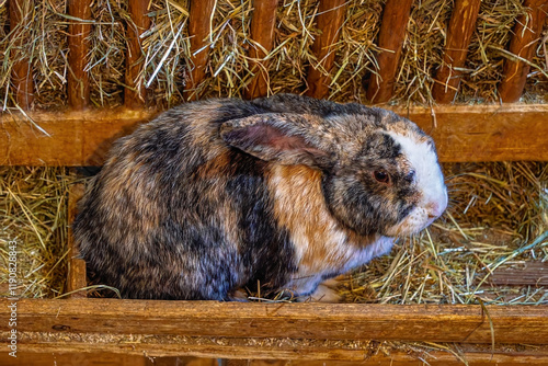 rabbit in the grass, Herberstein Zoo, Herberstein, Stubenberg, Styria, Austria, Europe, October 2024 photo