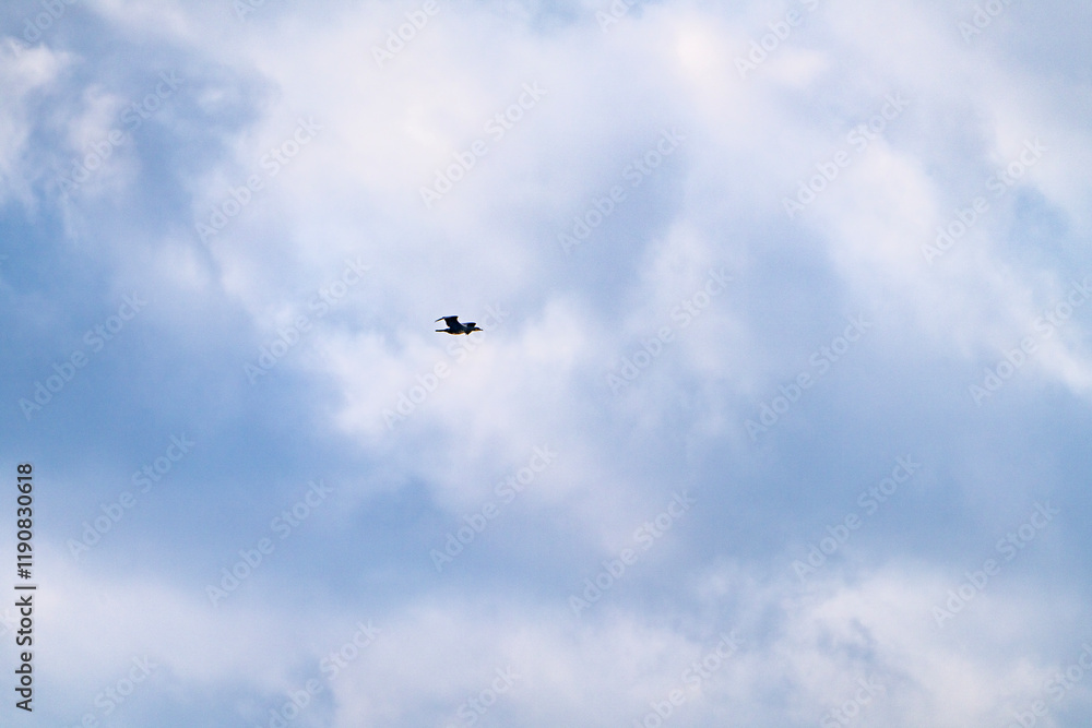 flying migration bird at Suncheon Bay flying migration bird at Suncheon Bay