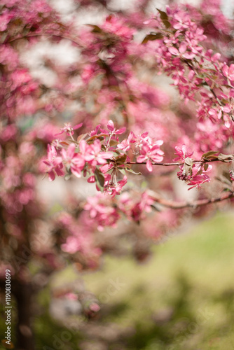 Wallpaper Mural A soft focus. Cherry blossoms. Pink cherry in a park. Torontodigital.ca